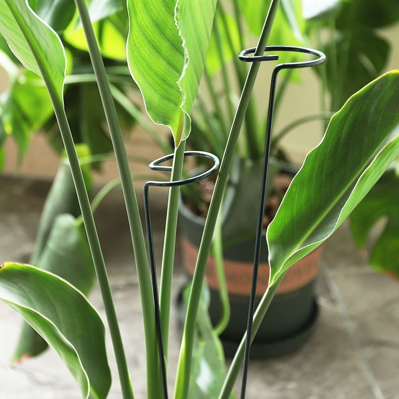 1/10pcs Garden Support Stake R - Gardening Tools Holder recension och pris